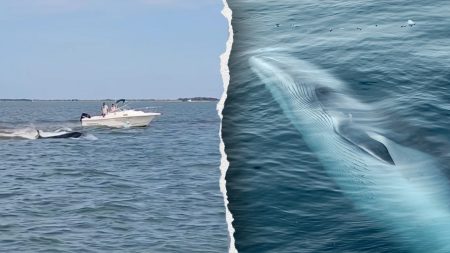 minke whale boat collision