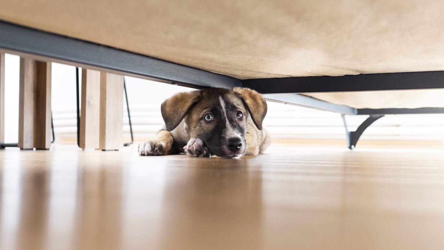 mixed breed puppy hides under sofa