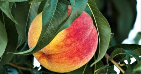 movin to the country gonna eat a lot of peaches dave parmelee