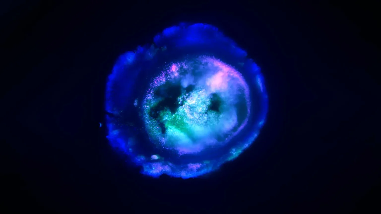 multi region brain organoid.webp