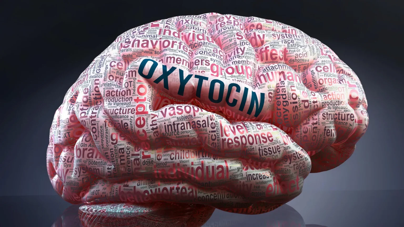 oxytocin human brain.webp