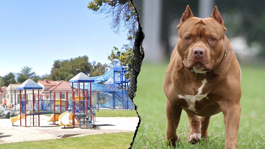 pitbull attack san bernardino