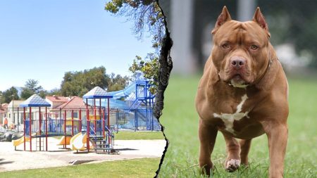 pitbull attack san bernardino