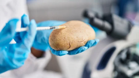 potato examination science lab.webp