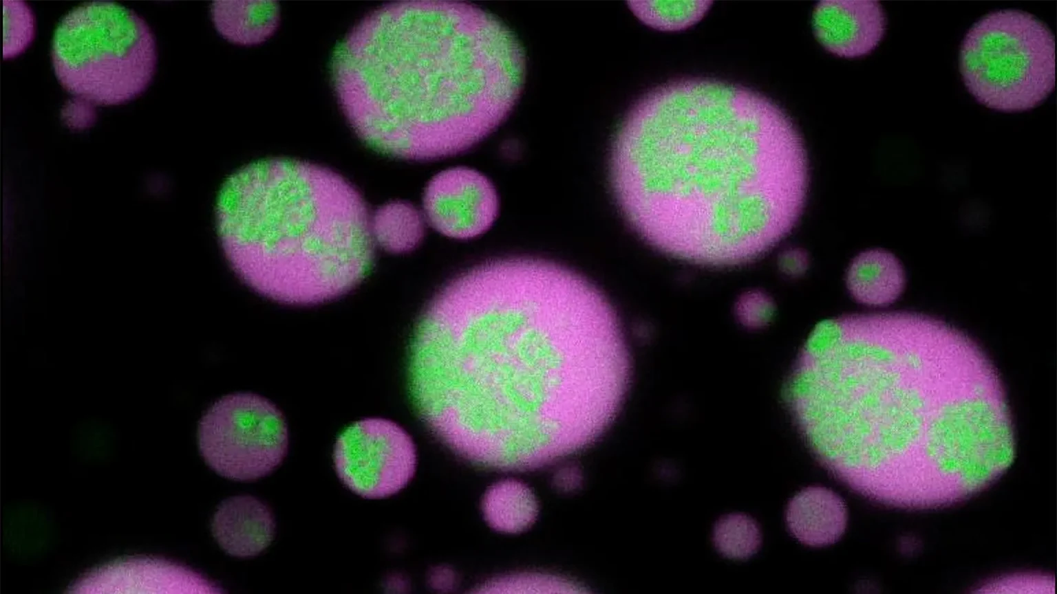 rna clusters disassemble.webp