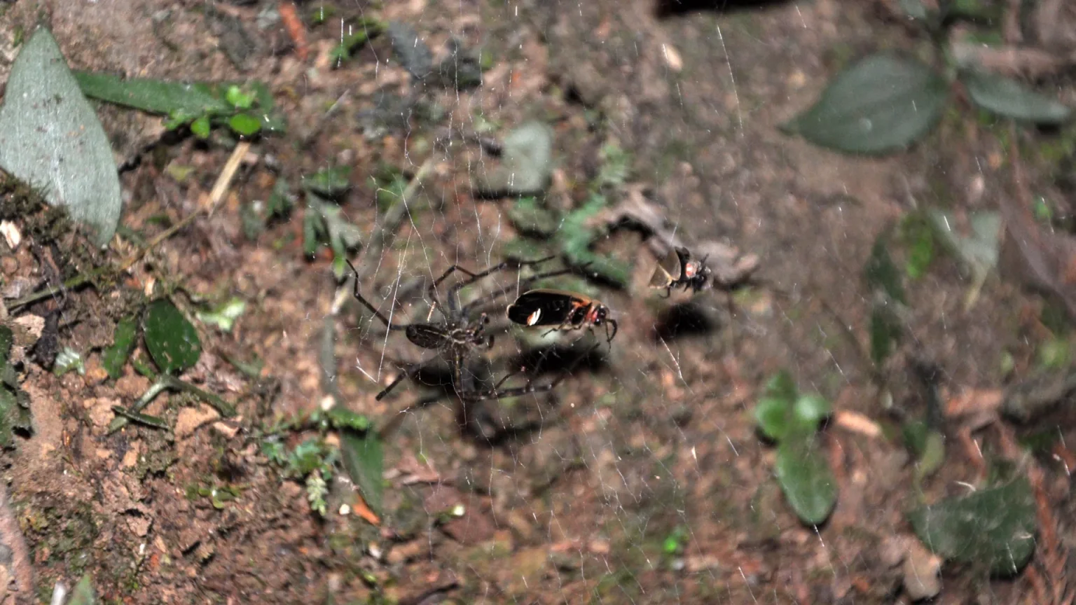 sheet web spider with fireflies caught in web.webp