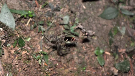 sheet web spider with fireflies caught in web.webp