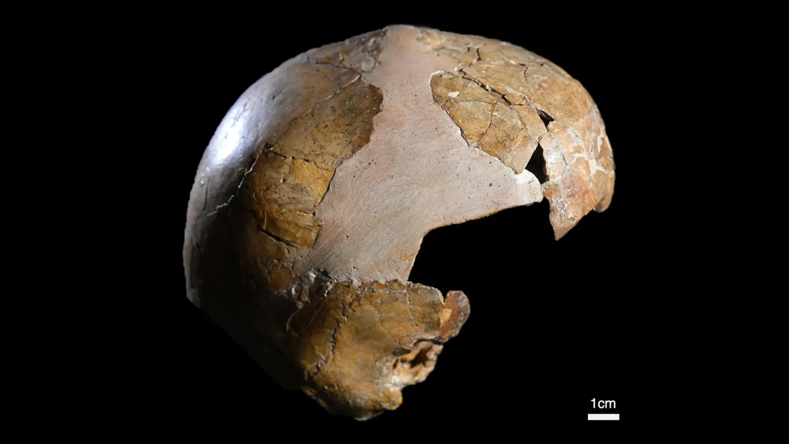 skull of skhul i child.webp