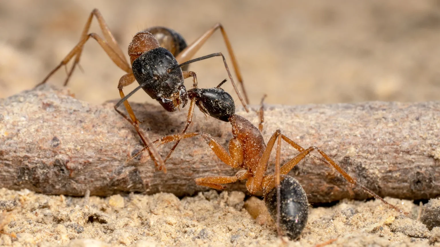 sugar ants battle.webp