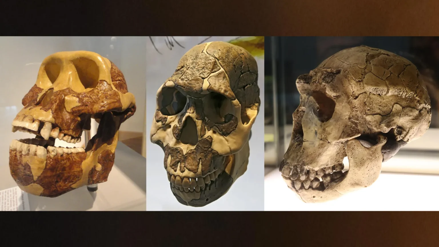 three skulls hominin teeth.webp