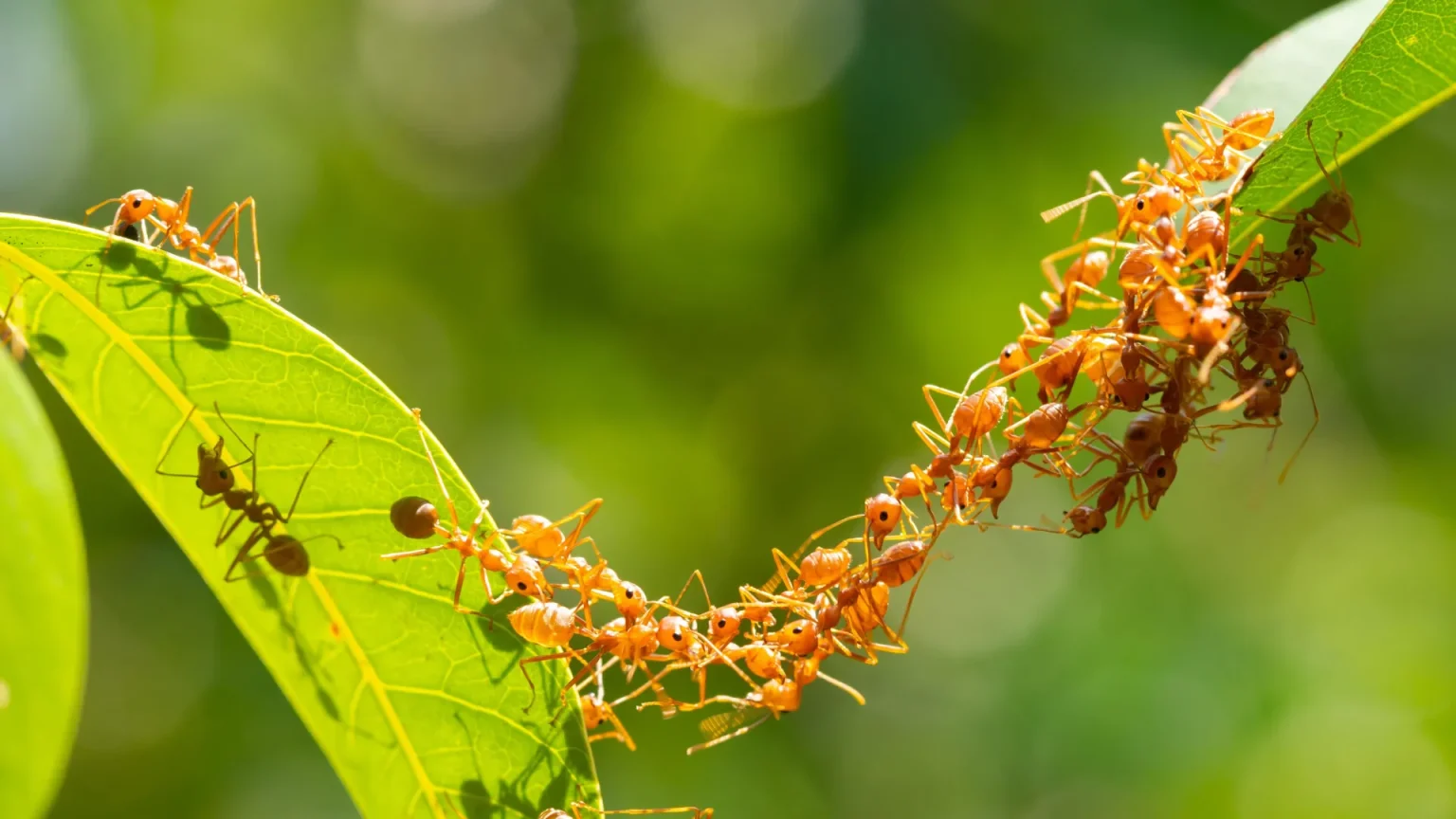 weaver ant teamwork bridge.webp