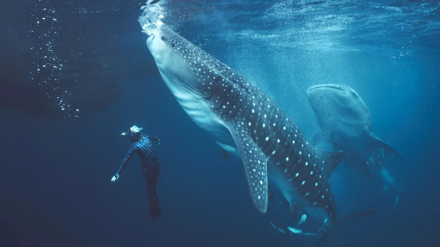 whale shark in triton bay.webp