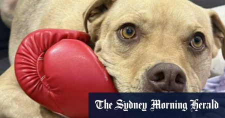 84623a67da8420ff55357c381d49a00c78305bbe