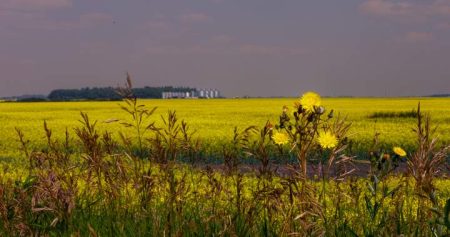 SASKATCHEWAN CANOLA