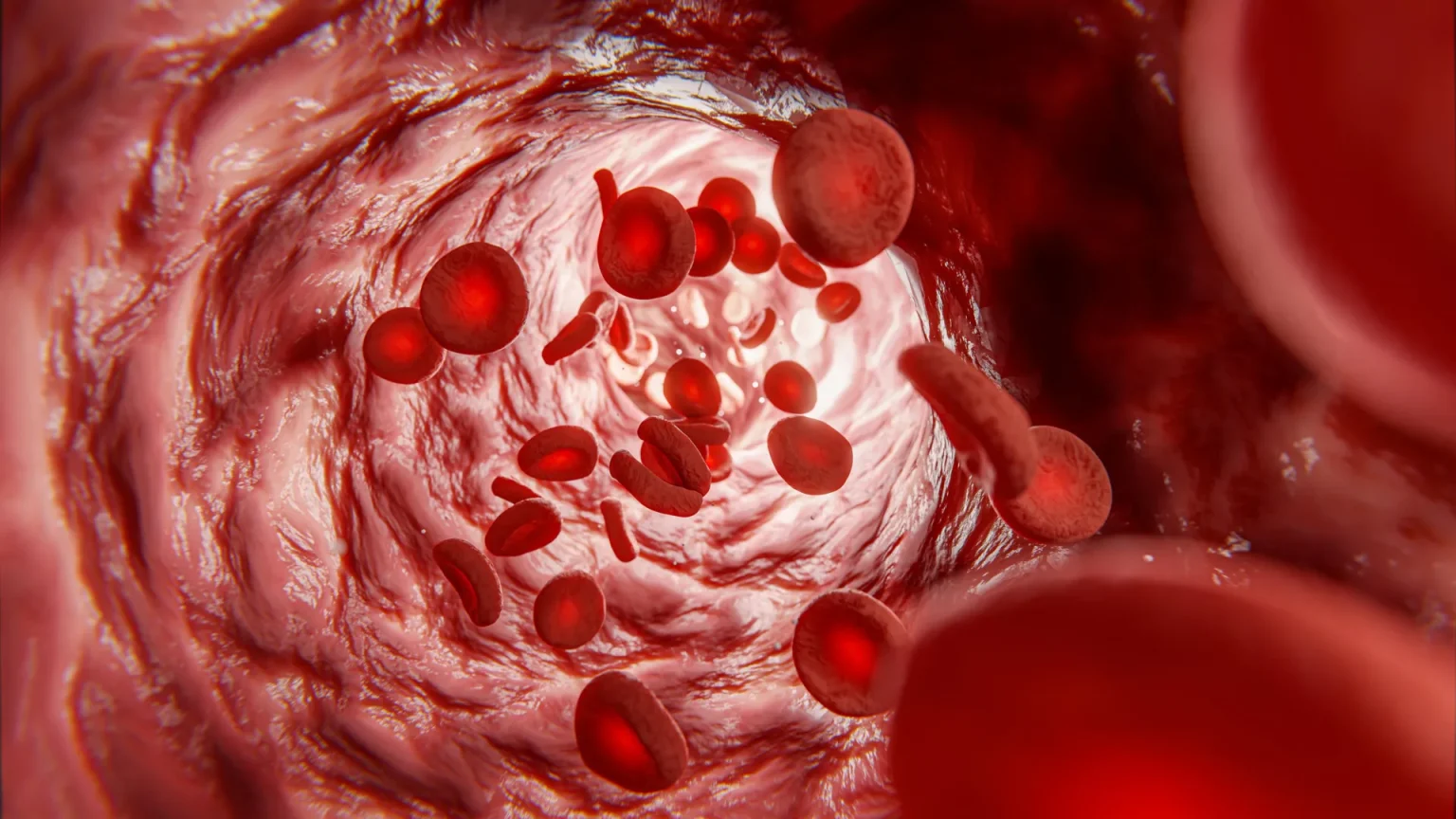 blood cells in vein.webp