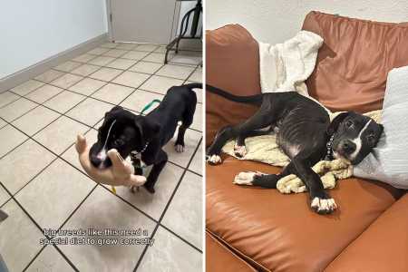 brucey foster dog new home