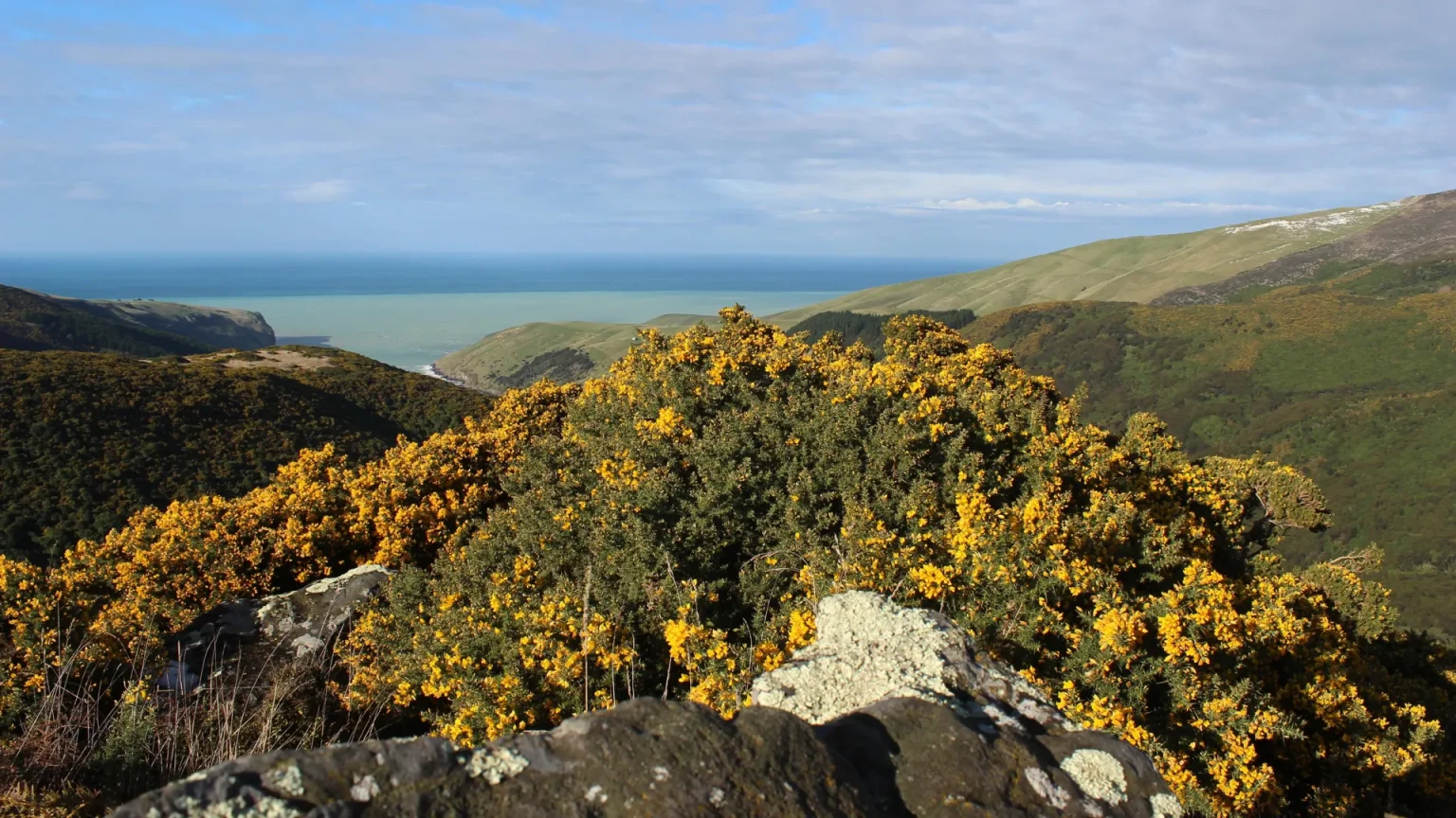 cytisus scoparius.webp