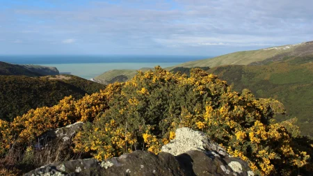 Array cytisus scoparius.webp