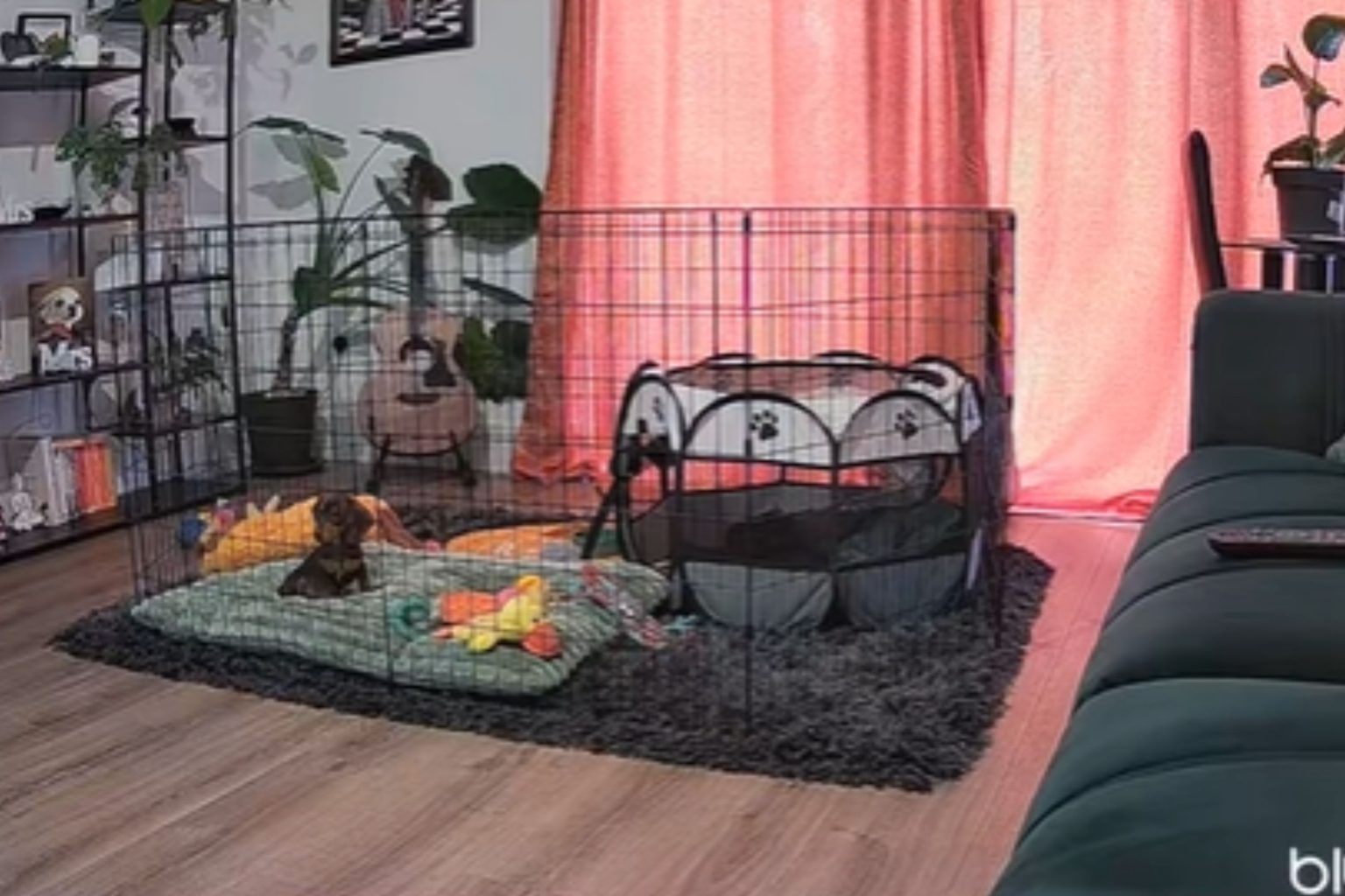 dachshund waiting crate