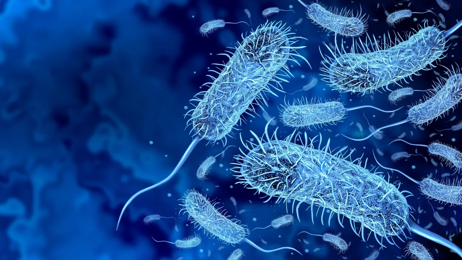 dangerous bacteria cholera.webp