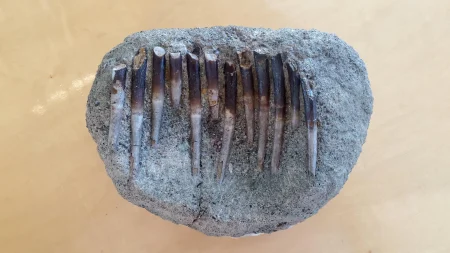 diplodocus teeth.webp