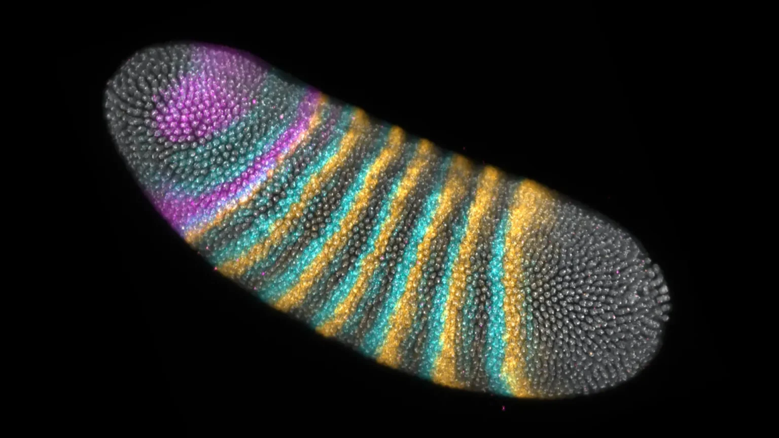 drosophila melanogaster embryo gene expression.webp