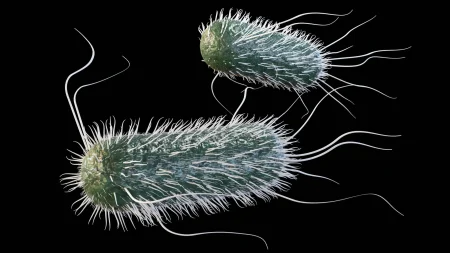 Array escherichia coli bacteria.webp