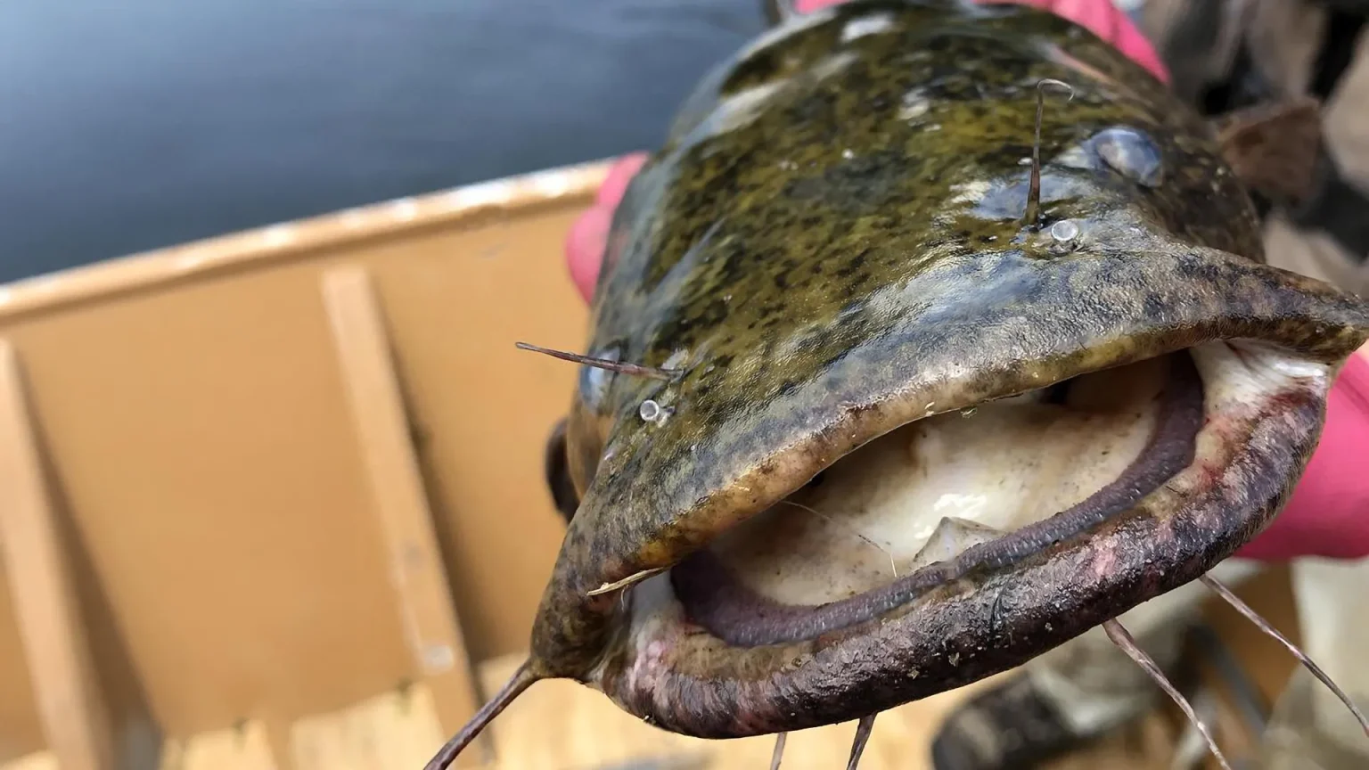 flathead catfish.webp
