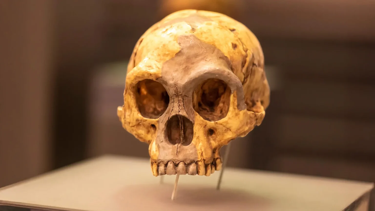 flores man homo floresiensis skull.webp