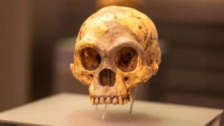 Array flores man homo floresiensis skull.webp