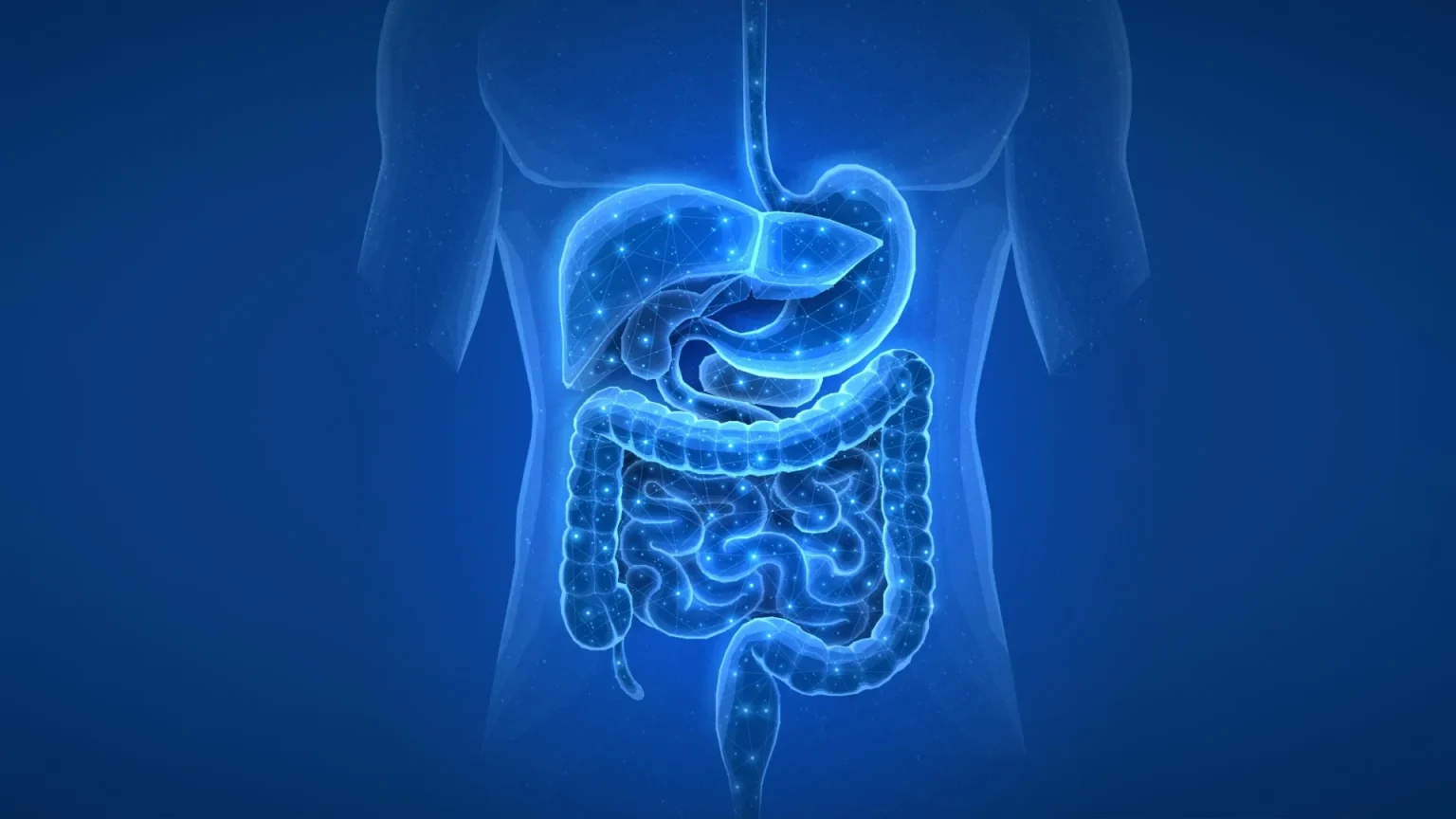gut health human digestive system.webp
