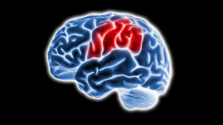 human brain inflammation damage.webp