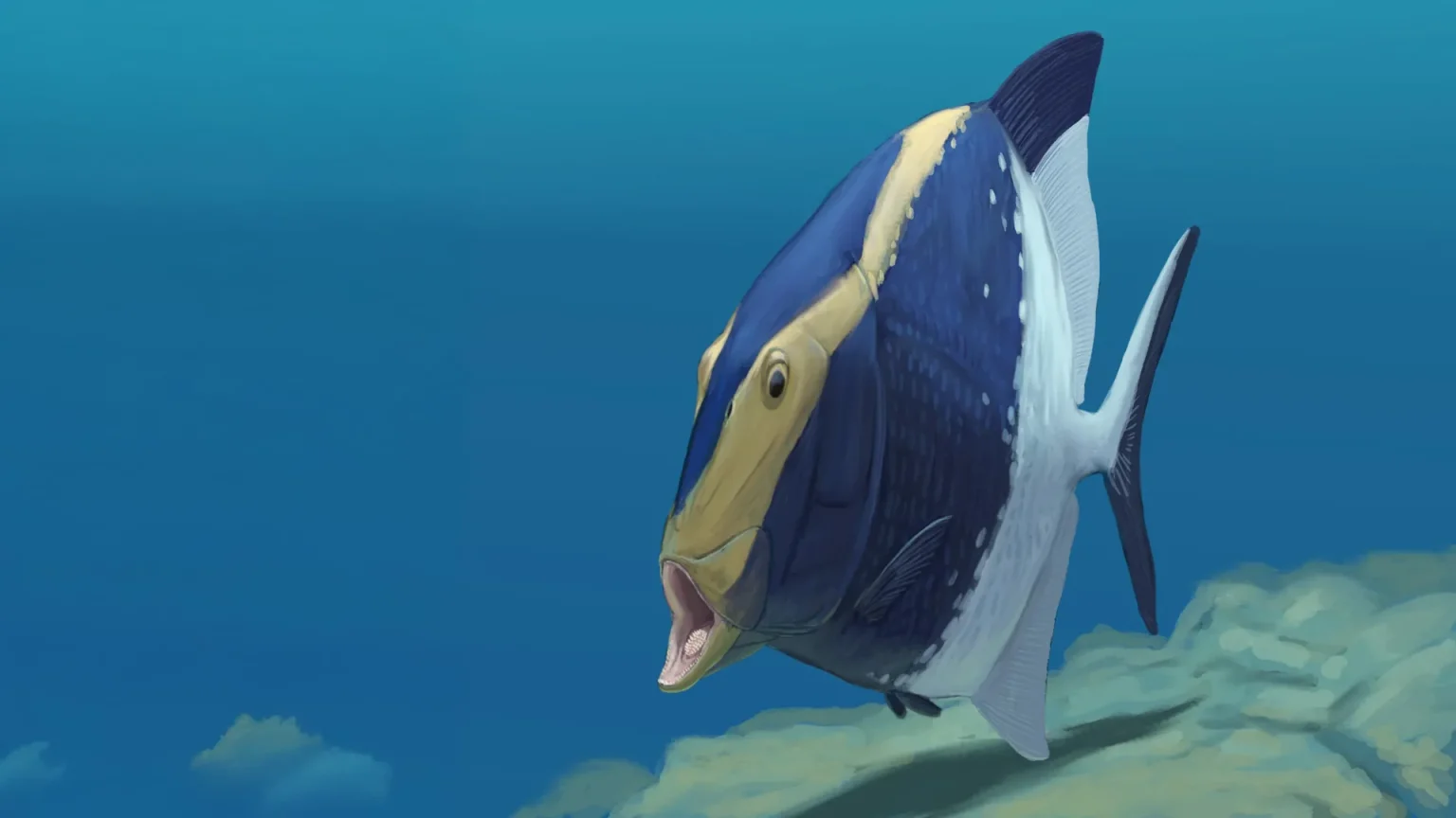 platysomus parvulus.webp