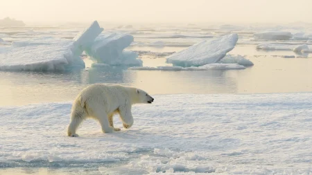 polar bear on melting ice and snow svalbard norway.webp
