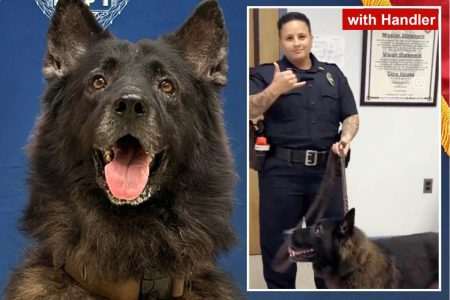 police dog killed hot car 111046290