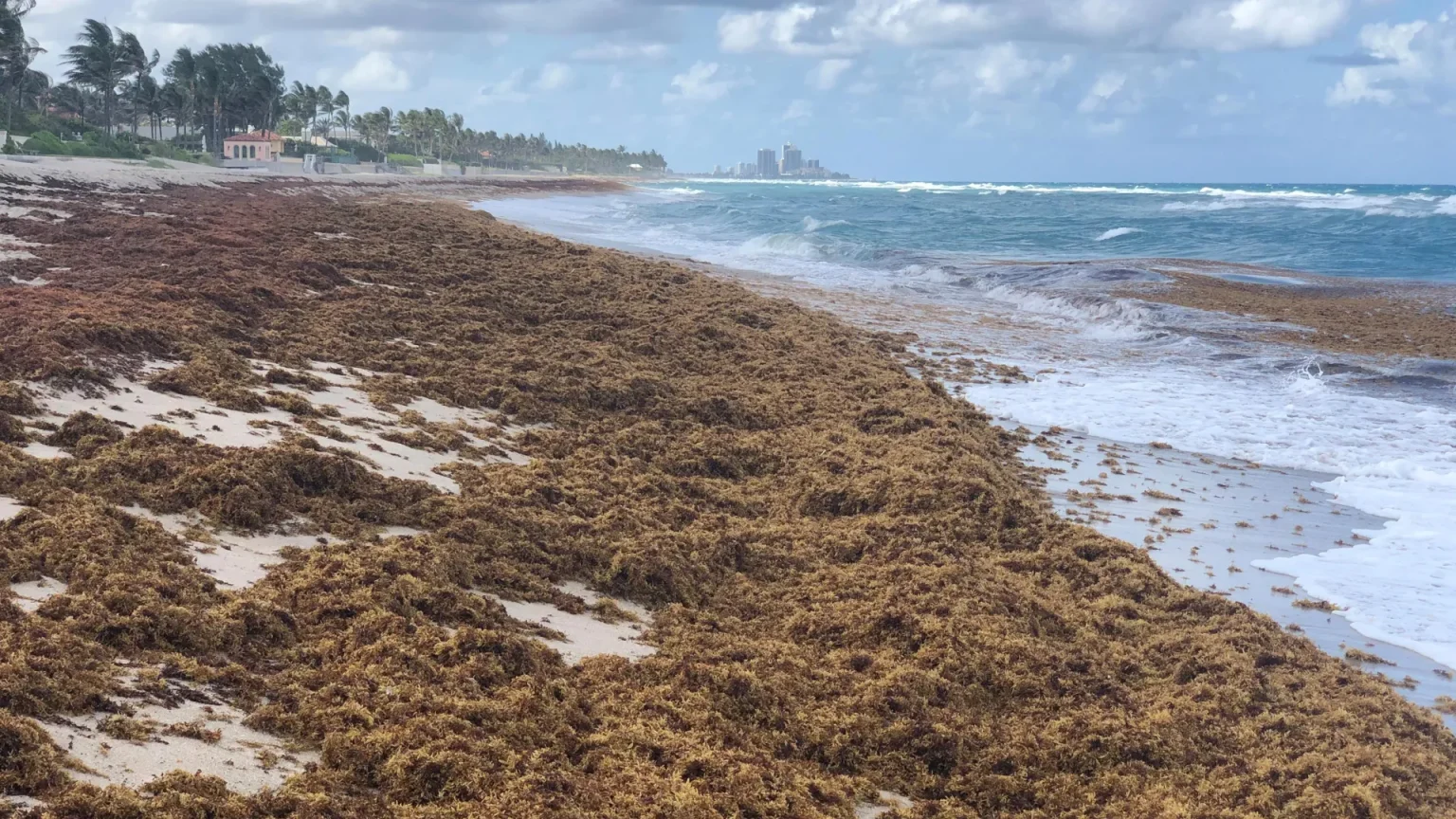 sargassum palm beach county.webp