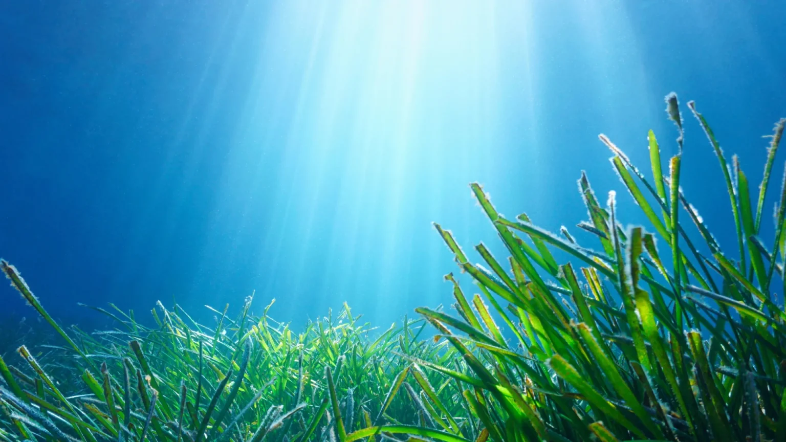 seagrass natural sunlight.webp