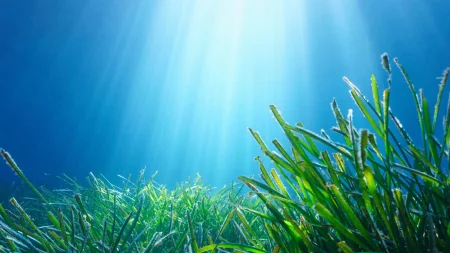 Array seagrass natural sunlight.webp