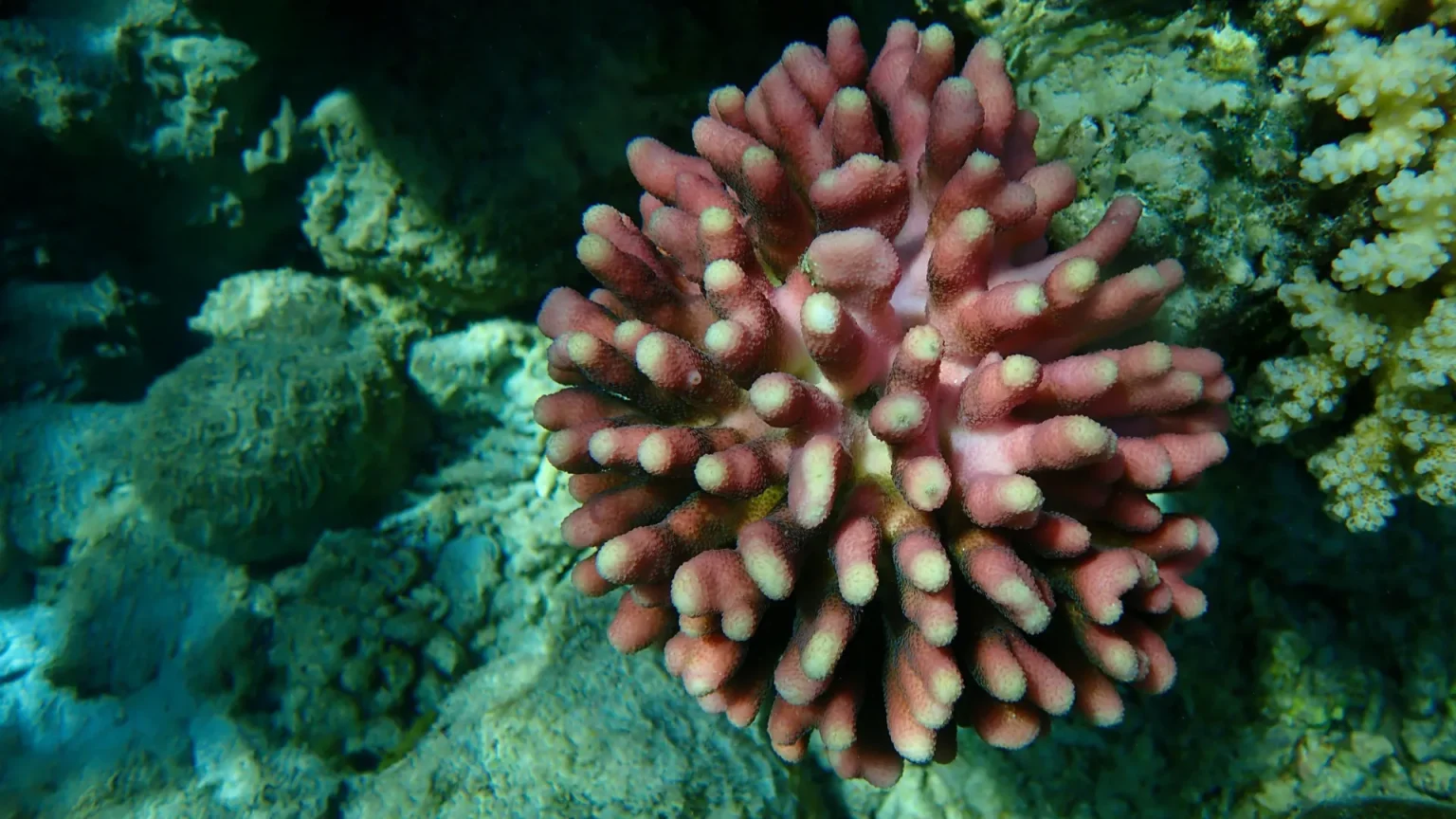 smooth cauliflower coral stylophora pistillata.webp