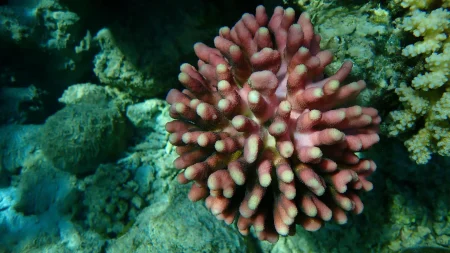 Array smooth cauliflower coral stylophora pistillata.webp