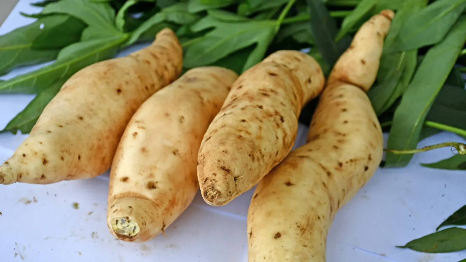 tanzania variety of sweetpotato.webp