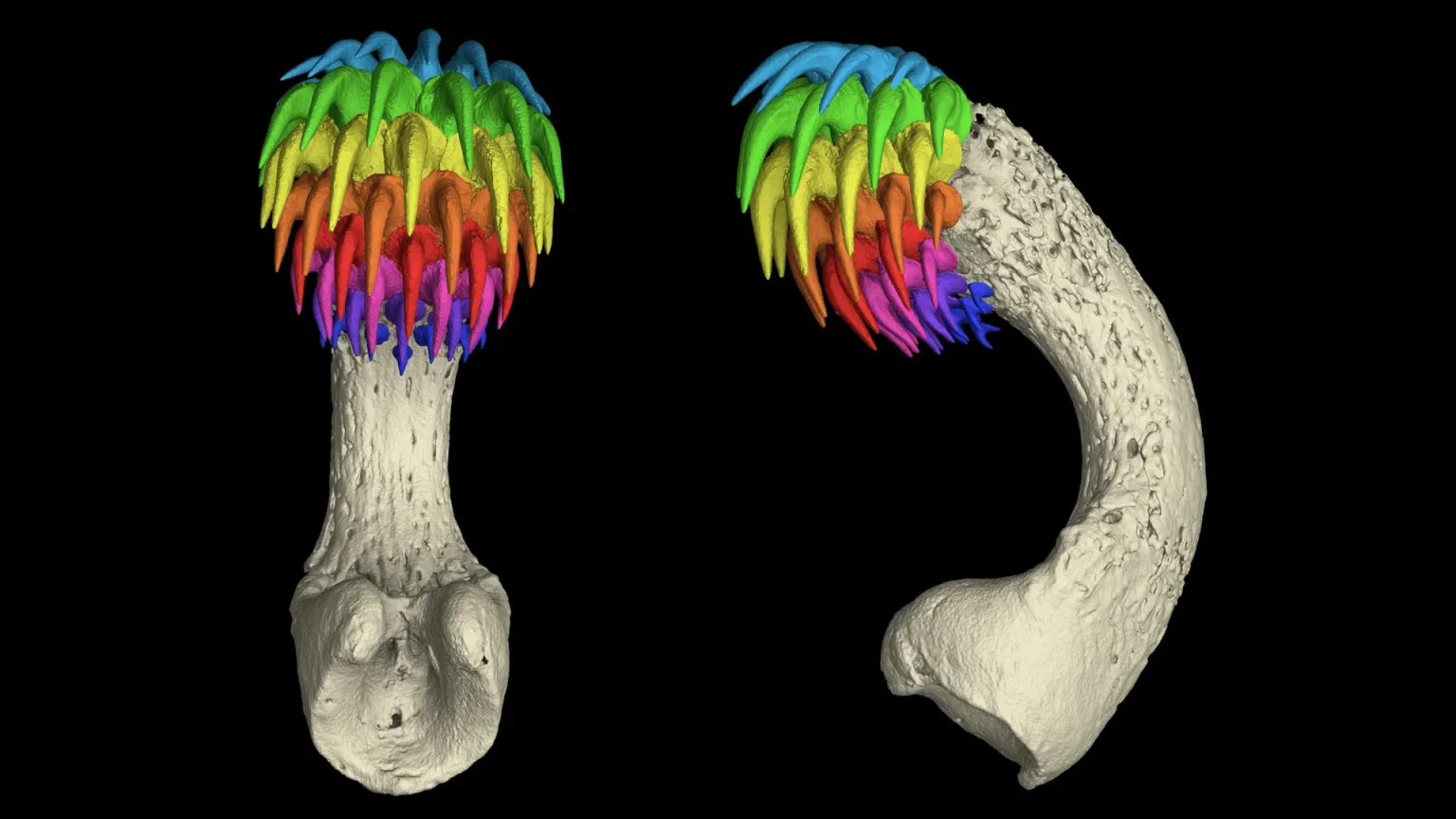 tenaculum teeth.webp