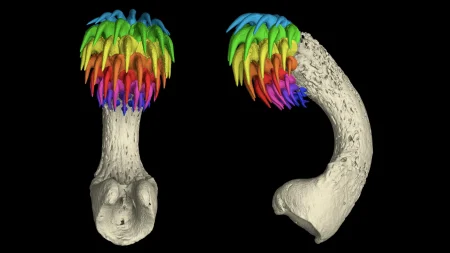 tenaculum teeth.webp